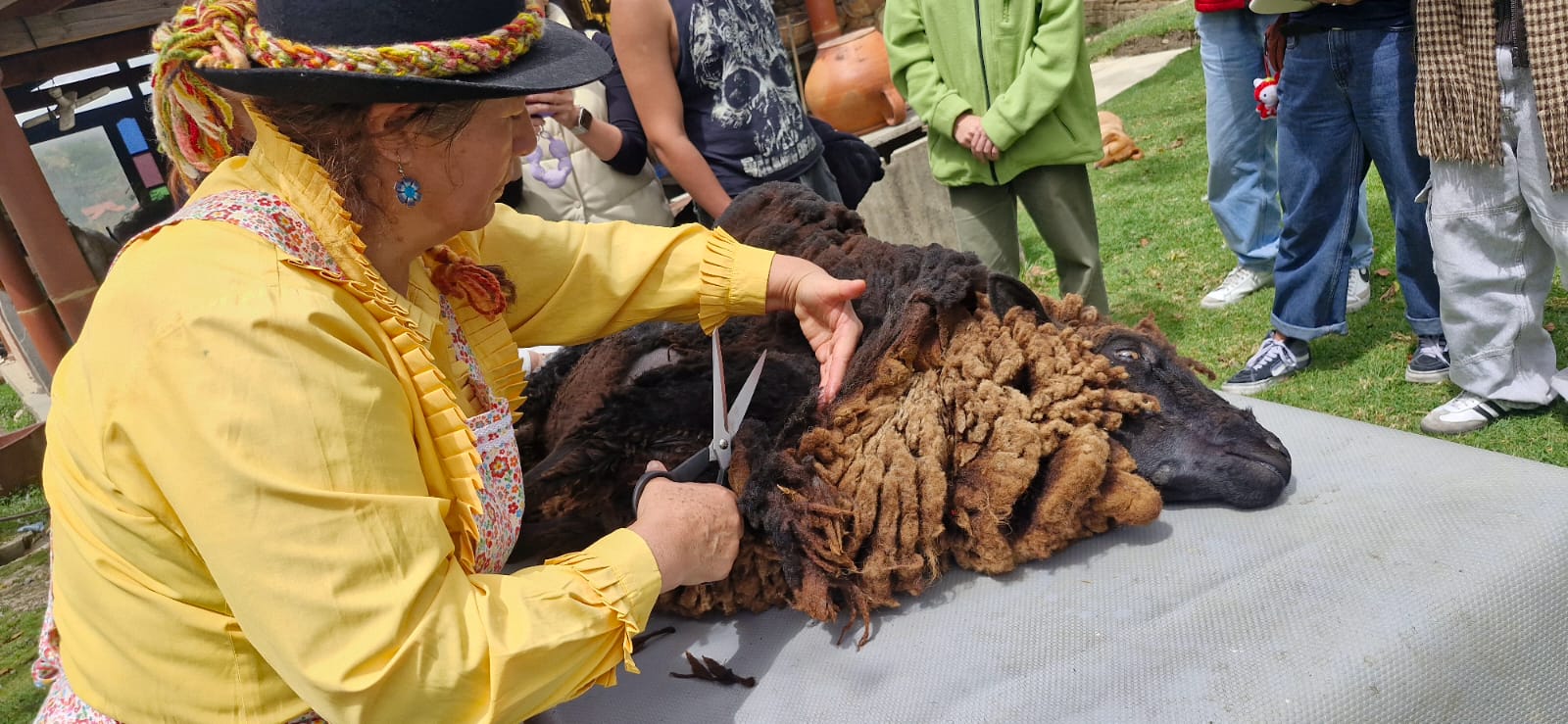 Artesana de Boyacá le corta la lana a la oveja