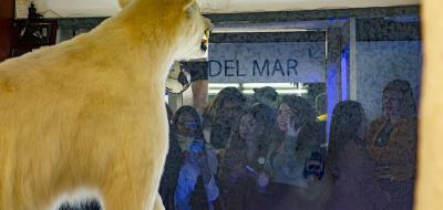 Oso - polar - de espaldas - museo del mar - con personas - viendolo